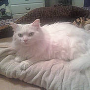 Angel is registered to the contest to win money with this photo: cat, white_cat, fluffy, pet, indoor, blanket, bed, furniture, drawer, cozy, relaxed, animal, domestic, fur, resting, sleepy, soft, cute, home, comfort