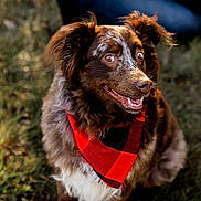 Rowdy is registered to the contest to win money with this photo: animal, bandana, black, blurred_background, brown, canine, cute, dog, ears, eyes, fur, grass, happy, outdoor, pet, plaid, portrait, red, sitting, white