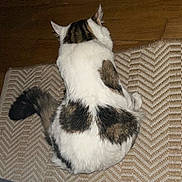 Tokyo participe au concours pour gagner de l'argent avec cette photo : cat, animal, pet, fur, white, brown, black, tabby, patterned_rug, indoor, wooden_floor, sleeping, curled_up, back_view, tail, cozy, home, resting, mammal, domestic