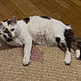 Tokyo participe au concours pour gagner de l'argent avec cette photo : cat, white_cat, black_spots, lying_down, relaxed, paw_on_face, feline, indoor, wooden_floor, woven_rug, pet, animal, domestic_cat, cute, fluffy, resting, mammal, whiskers, tail, fur