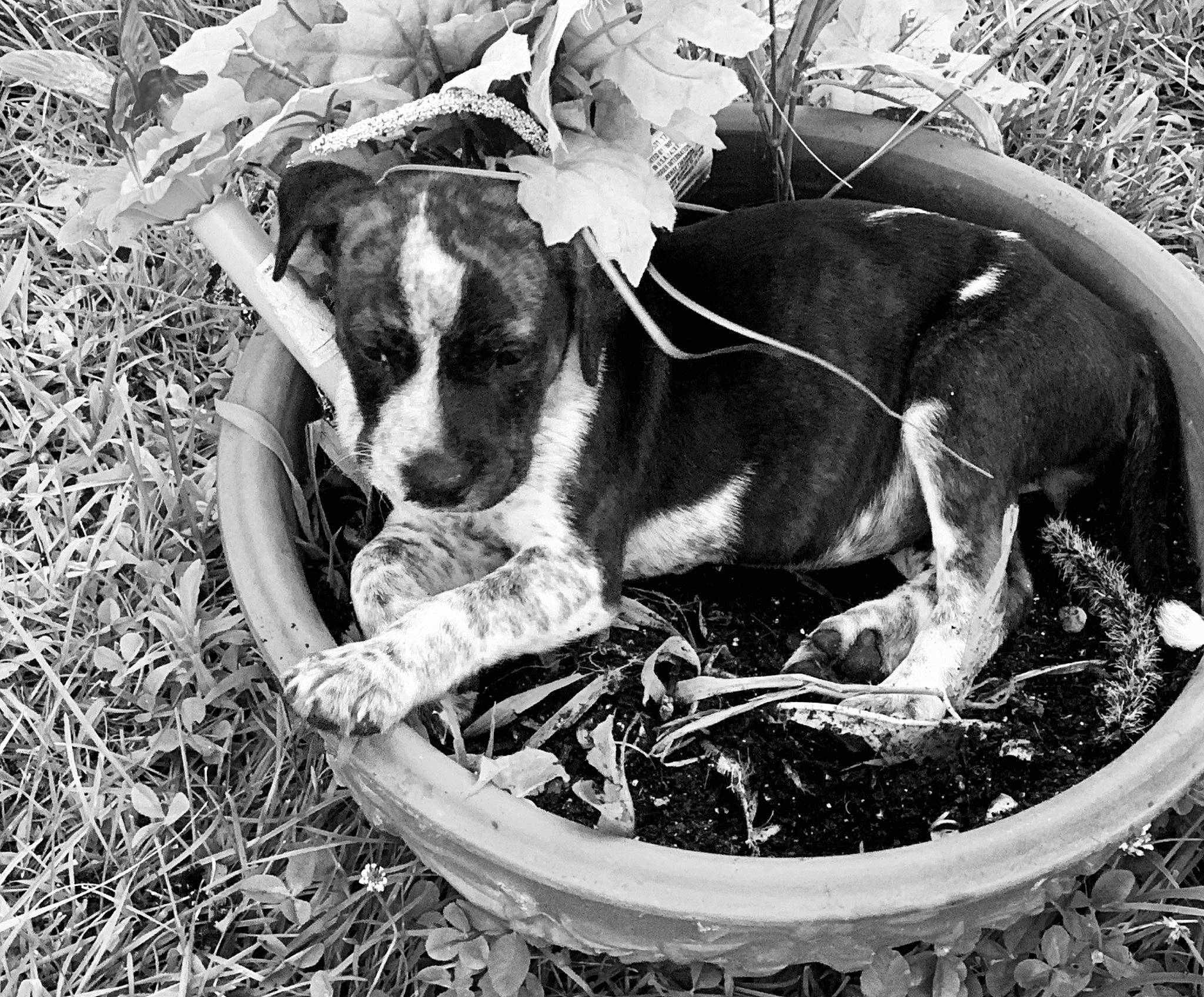 Faith is registered to the contest to win money with this photo: american_staffordshire_terrier, canidae, carnivore, dog, dog_breed, mountain_cur, plant, puppy, snout