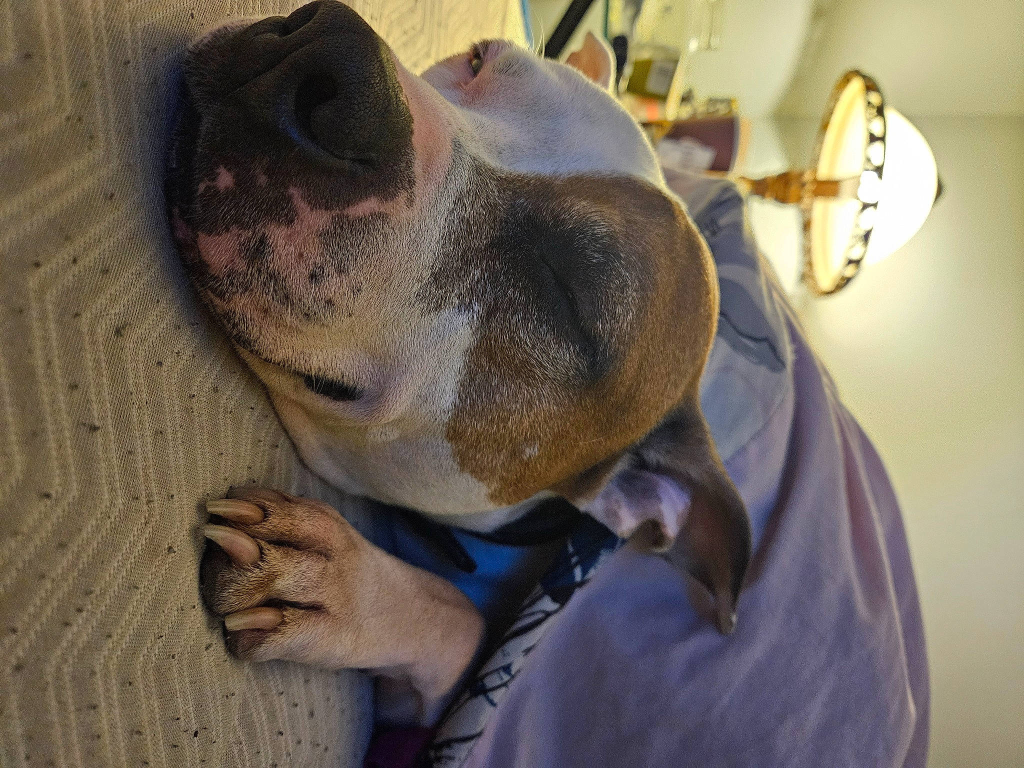 Axle joined the competition — help win amazing prizes! carnivore, companion_dog, dog, dog_breed, ear, eyewear, fawn, fur, guard_dog, head, metal, non_sporting_group, personal_protective_equipment, snout, sporting_group, sunglasses, whiskers, working_animal, wrinkle