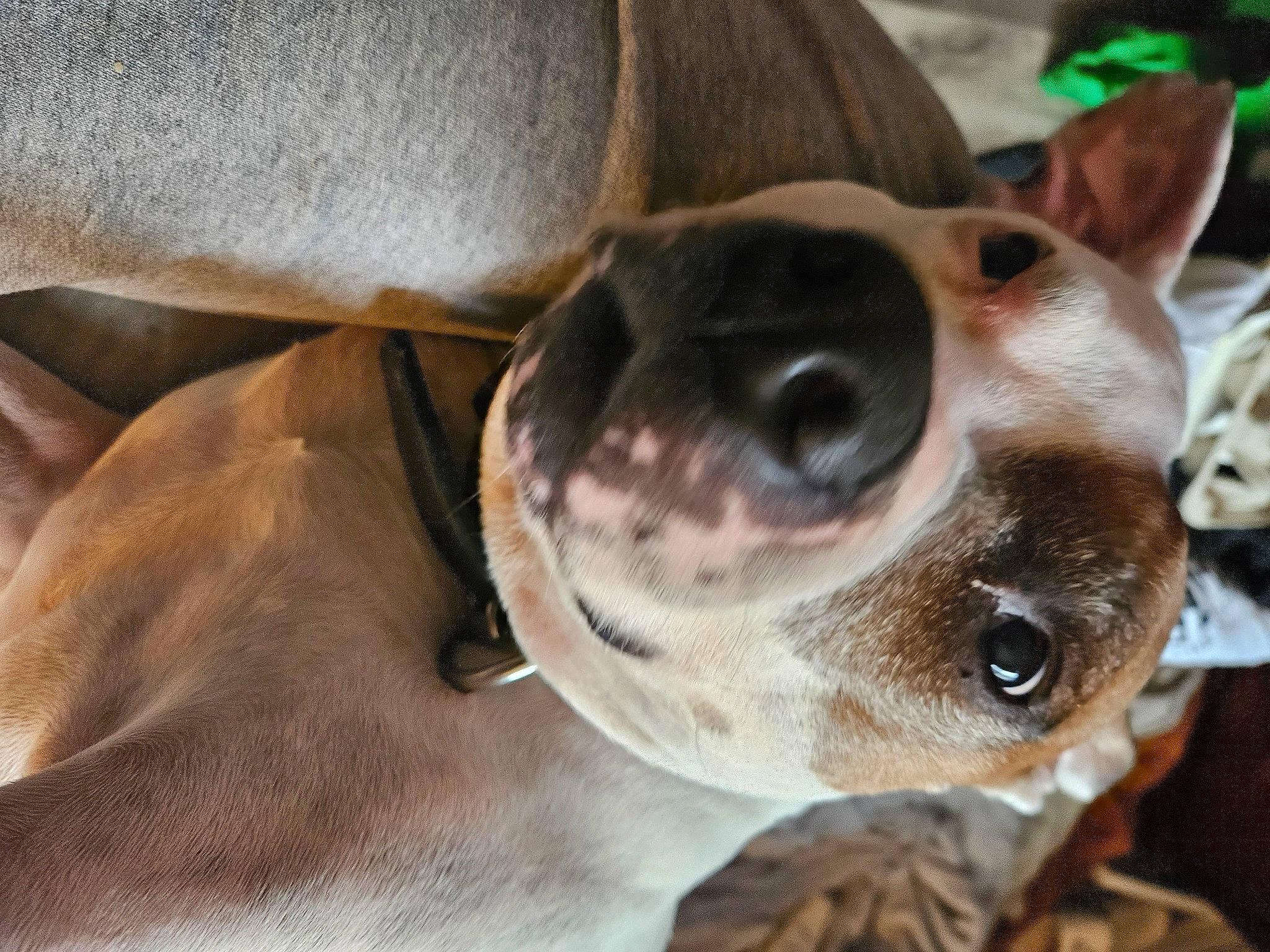 Axle joined the competition — help win amazing prizes! canidae, carnivore, close_up, collar, companion_dog, corgi_chihuahua, dog, dog_breed, dog_collar, ear, fawn, fur, liver, metal, snout, sporting_group, sunglasses, whiskers, wildlife, working_animal