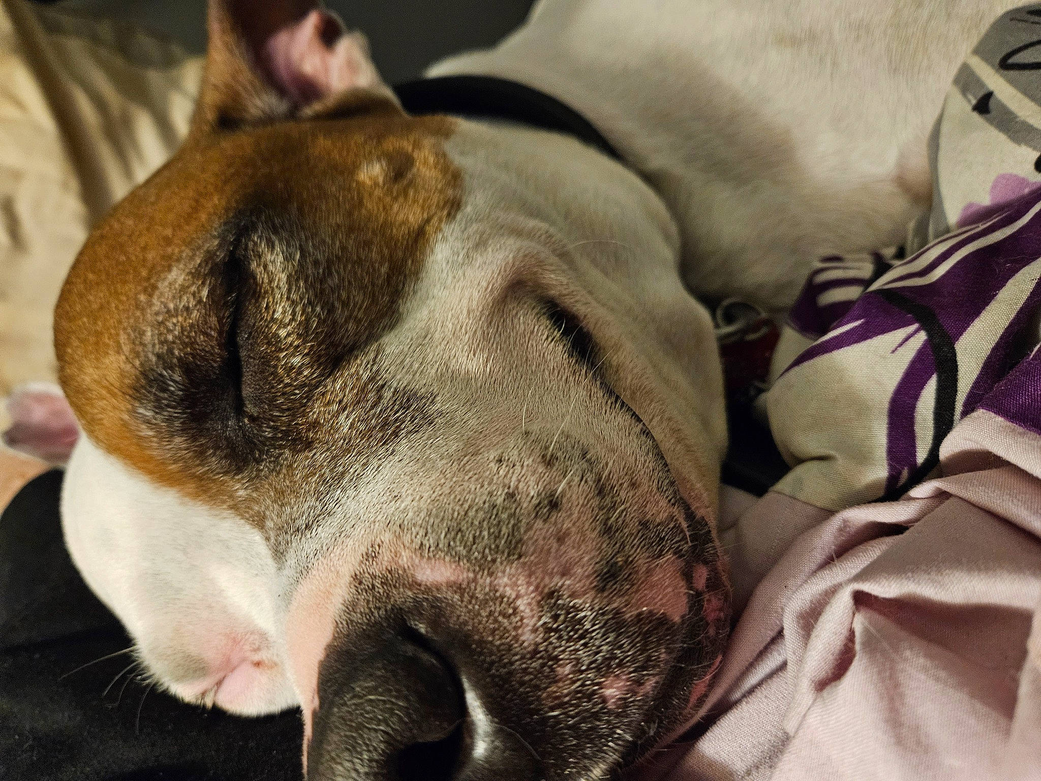 Axle joined the competition — help win amazing prizes! canidae, carnivore, collar, comfort, companion_dog, dog, dog_breed, ear, fawn, fur, grey, guard_dog, molosser, nap, non_sporting_group, paw, sporting_group, whiskers, working_dog, wrinkle