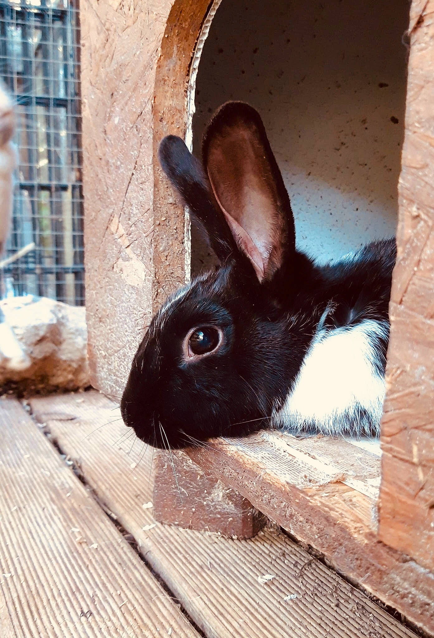Ragoût a rejoint le concours — aidez-le/la à gagner de superbes lots ! animal_shelter, domestic_rabbit, ear, fawn, hare, rabbit, rabbits_and_hares, snout, whiskers, wildlife, wood, wood_rabbit