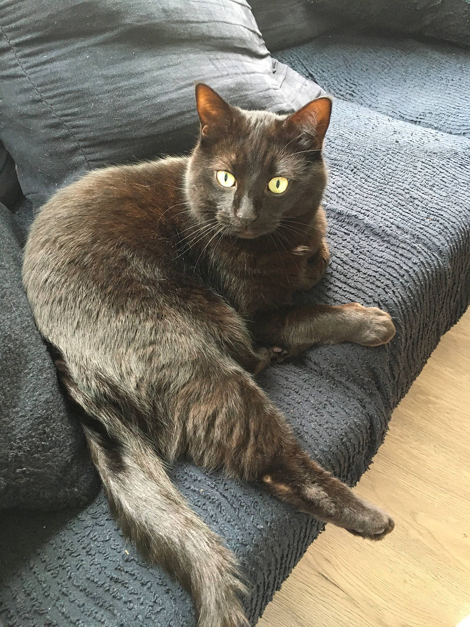 Berlyoz a rejoint le concours — aidez-le/la à gagner de superbes lots ! asian, black_cat, burmese, carnivore, cat, chartreux, domestic_short_haired_cat, felidae, fur, german_rex, havana_brown, korat, mammal, nebelung, russian_blue, small_to_medium_sized_cats, tail, vertebrate, whiskers