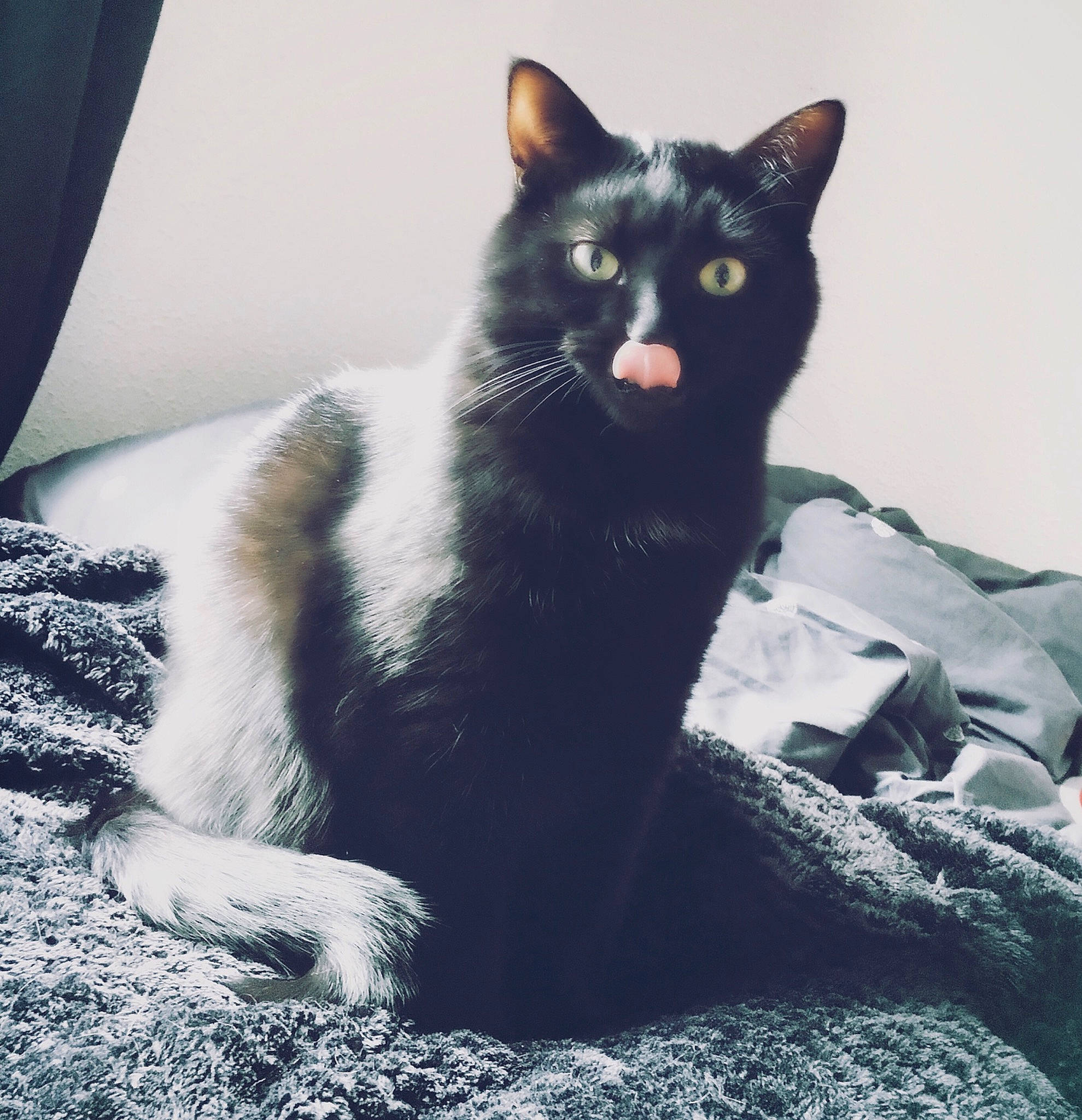 Berlyoz participe au concours pour gagner de l'argent avec cette photo : asian, black_and_white, black_cat, carnivore, cat, domestic_short_haired_cat, european_shorthair, eye, felidae, fur, kitten, mammal, sitting, small_to_medium_sized_cats, tail, whiskers