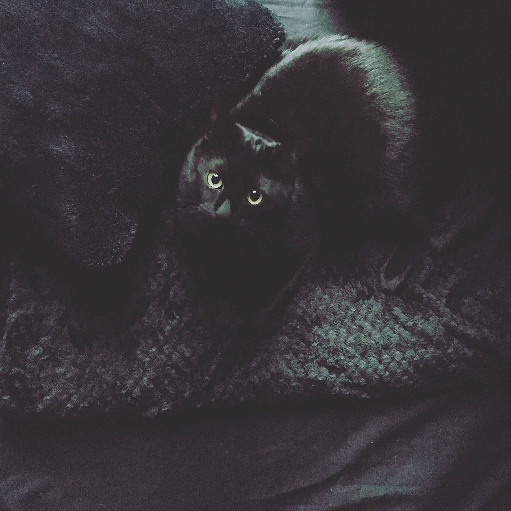 Berlyoz participe au concours pour gagner de l'argent avec cette photo : black, black_cat, cat, darkness, eye, felidae, fur, night, sky, small_to_medium_sized_cats, snout, tail, whiskers