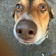 Maïa a rejoint le concours — aidez-le/la à gagner de superbes lots ! dog, canine, pet, animal, close_up, face, nose, eyes, brown_fur, white_muzzle, floppy_ears, curious, funny, adorable, portrait, outdoor, ground, pavement, camera, wide_angle