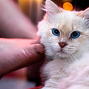 Shadow participe au concours pour gagner de l'argent avec cette photo : cat, blue_eyes, kitten, white_fur, pet, hand, human_hand, close_up, portrait, bokeh, warm_lights, indoor, whiskers, fluffy, relaxed, cute, soft_texture, nose, fur_paws, grooming