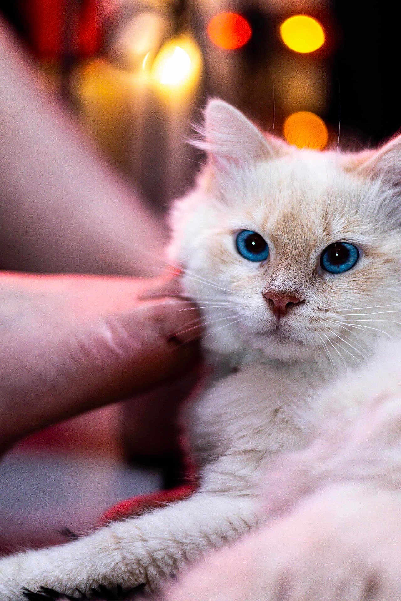 Shadow participe au concours pour gagner de l'argent avec cette photo : cat, blue_eyes, kitten, white_fur, pet, hand, human_hand, close_up, portrait, bokeh, warm_lights, indoor, whiskers, fluffy, relaxed, cute, soft_texture, nose, fur_paws, grooming