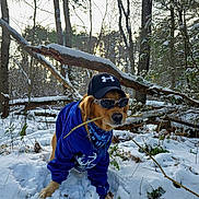 Ryder joined the competition — help win amazing prizes! dog, golden_retriever, snow, forest, trees, stick, clothing, hoodie, hat, sunglasses, outdoor, nature, winter, animal, canine, pet, leafless_trees, ground_cover, sunlight, adventure