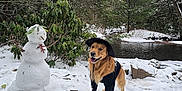 Ryder is registered to the contest to win money with this photo: dog, golden_retriever, snow, snowman, winter, forest, river, tree, leaves, outdoor, animal, canine, nature, hat, clothing, pet, seasonal, smiling, landscape, cold