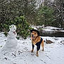 animal, canine, clothing, cold, dog, forest, golden_retriever, hat, landscape, leaves, nature, outdoor, pet, river, seasonal, smiling, snow, snowman, tree, winter