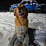 Ryder is registered to the contest to win money with this photo: dog, golden_retriever, stuffed_toy, snow, night, outdoor, toy, animal, vehicle, truck, blue, winter, cold, pet, happy, mammal, playful, fur, canine, nature