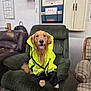 Ryder joined the competition — help win amazing prizes! dog, golden_retriever, yellow_jacket, armchair, indoor, pet, furniture, smiling, seated, safety_sign, workshop, plaid_chair, leather_chair, cozy, tongue_out, cute, canine, happy, domestic_animal, relaxed