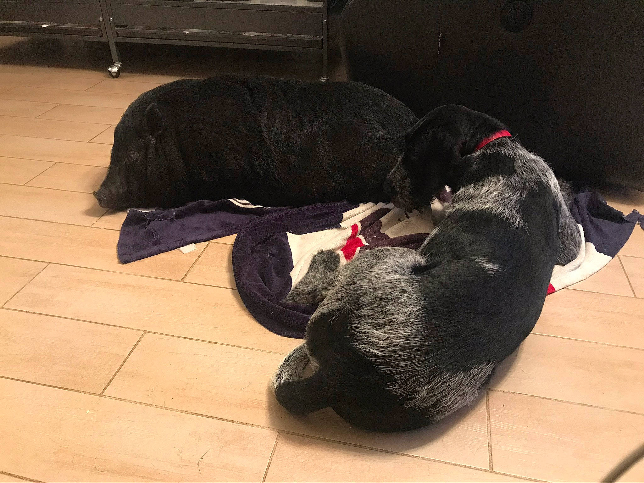 Ariette participe au concours pour gagner de l'argent avec cette photo : canidae, carnivore, companion_dog, dog, dog_breed, flat_coated_retriever, floor, flooring, puppy, snout, sporting_group, tail