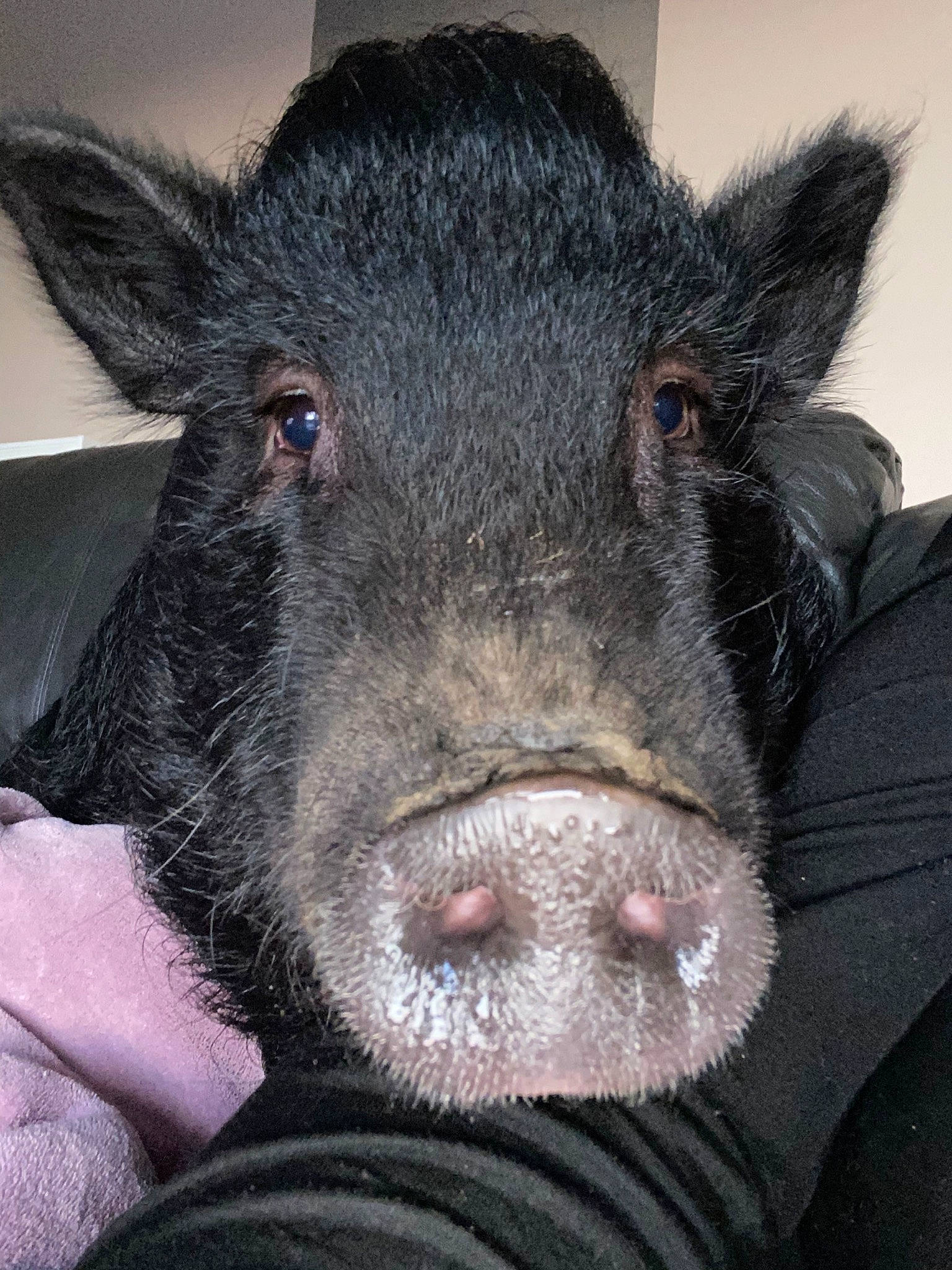 Ariette participe au concours pour gagner de l'argent avec cette photo : boar, domestic_pig, livestock, mammal, nose, snout, suidae, vertebrate, whiskers
