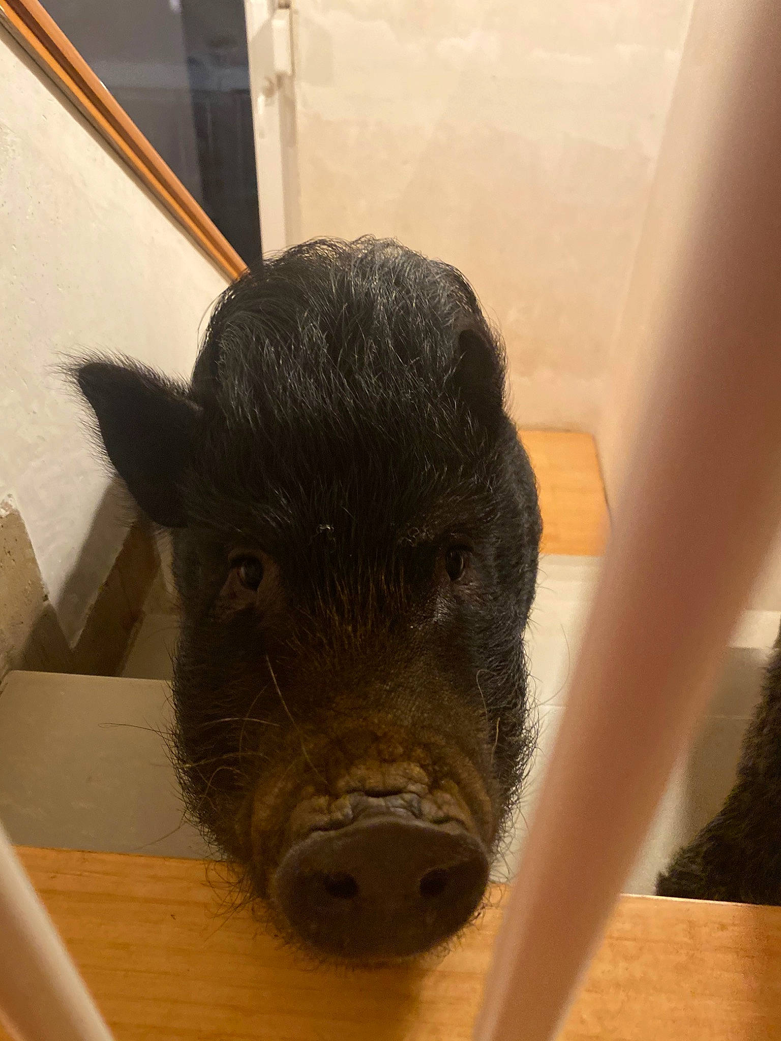 Ariette participe au concours pour gagner de l'argent avec cette photo : boar, domestic_pig, livestock, peccary, snout, suidae