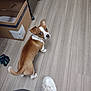 animal, brown, cardboard_box, collar, curious, dog, ears, floor, home, indoor, looking_up, pet, playful, puppy, shoe, sneaker, tail, toy, white, wooden_floor