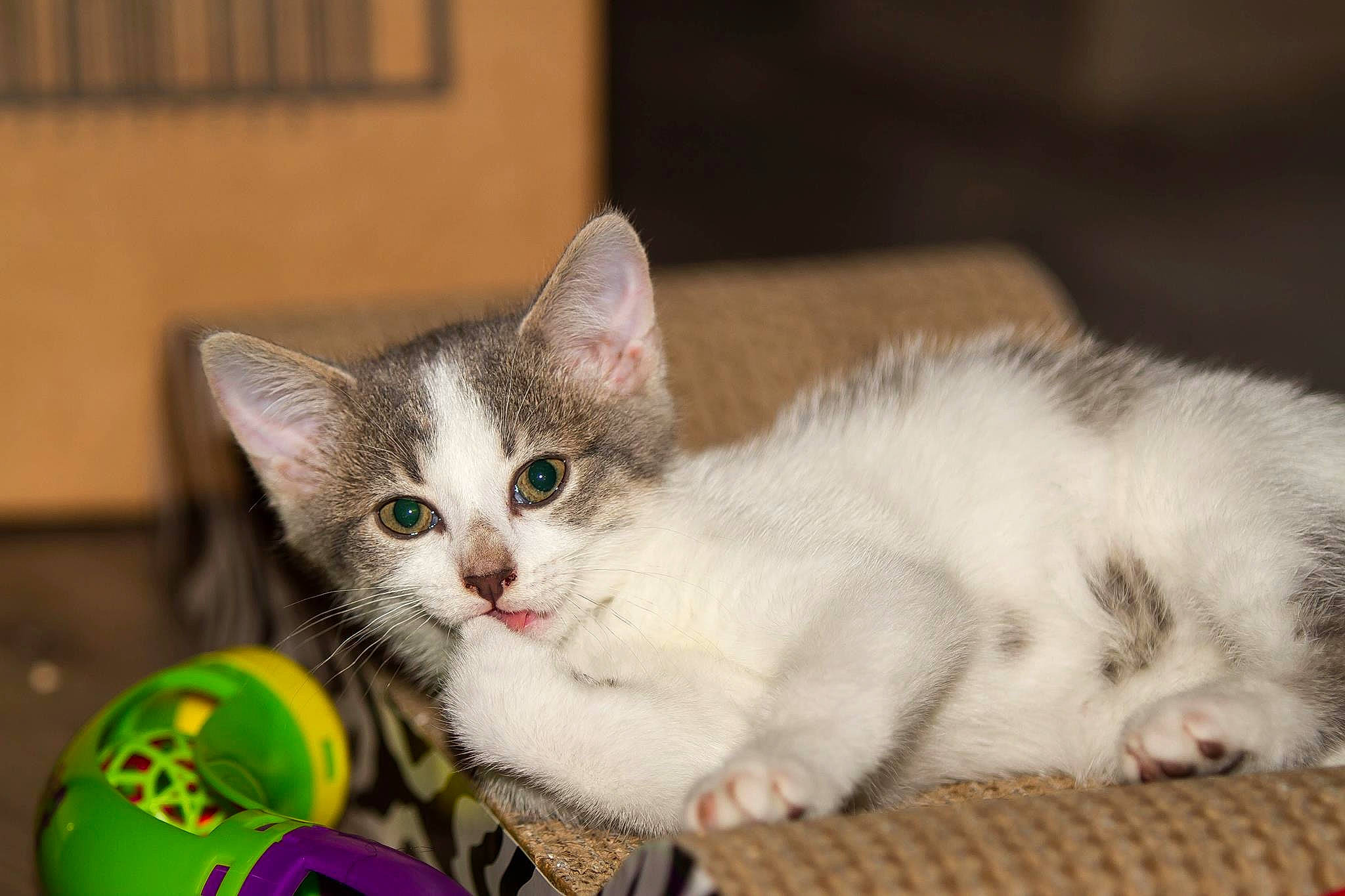 Moon participe au concours pour gagner de l'argent avec cette photo : carnivore, cat, cat_furniture, cat_toy, claw, domestic_short_haired_cat, felidae, fur, paw, small_to_medium_sized_cats, snout, tail, whiskers