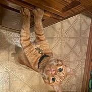 Queso is registered to the contest to win money with this photo: cat, orange_tabby, kitten, curious, collar, bell, kitchen, cabinet, wood, tile_floor, paws, stretching, pet, indoor, looking_up, whiskers, fur, domestic_cat, animal, cute
