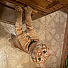 cat, orange_tabby, kitten, curious, collar, bell, kitchen, cabinet, wood, tile_floor, paws, stretching, pet, indoor, looking_up, whiskers, fur, domestic_cat, animal, cute