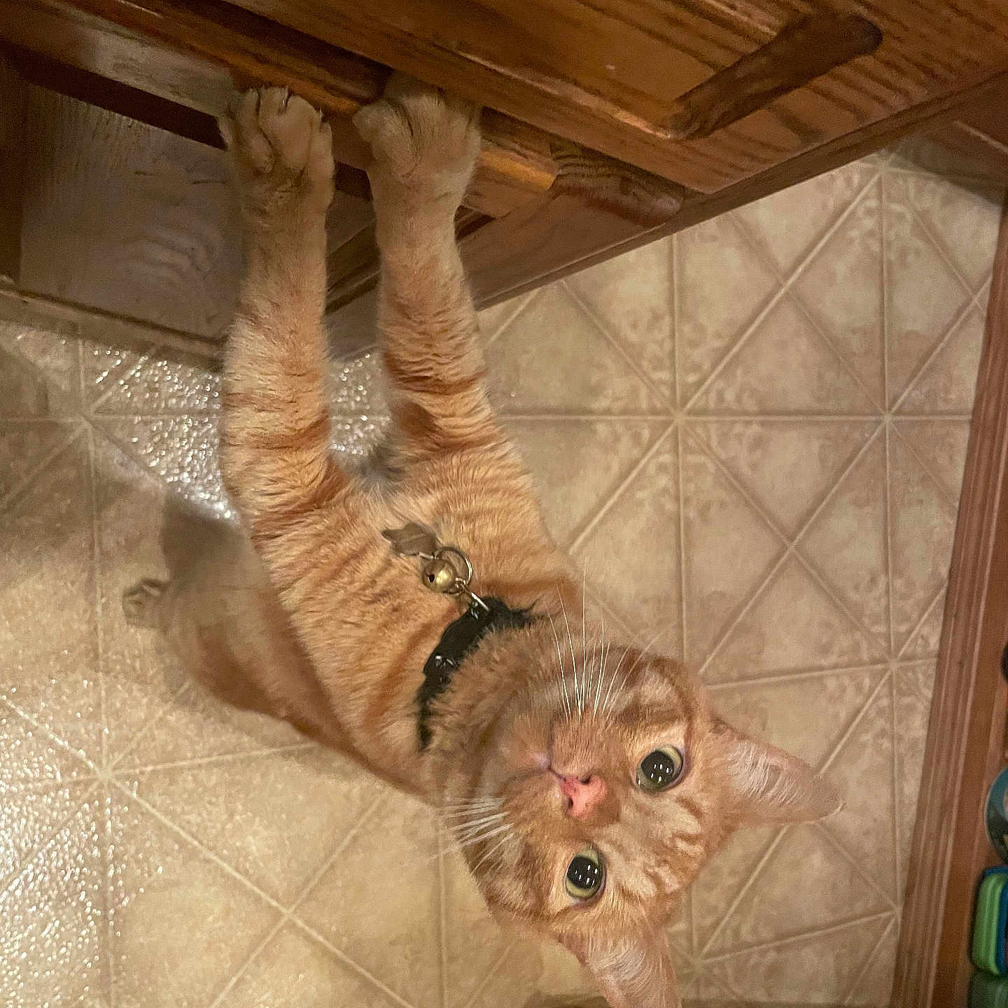 Queso is registered to the contest to win money with this photo: cat, orange_tabby, kitten, curious, collar, bell, kitchen, cabinet, wood, tile_floor, paws, stretching, pet, indoor, looking_up, whiskers, fur, domestic_cat, animal, cute