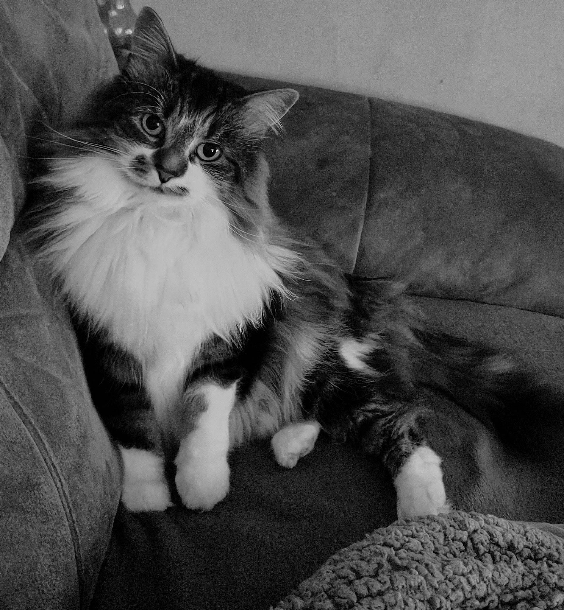 Belle is registered to the contest to win money with this photo: black_and_white, carnivore, cat, claw, comfort, couch, domestic_short_haired_cat, felidae, fur, human_body, human_leg, monochrome, monochrome_photography, paw, sitting, small_to_medium_sized_cats, snout, style, tail, whiskers