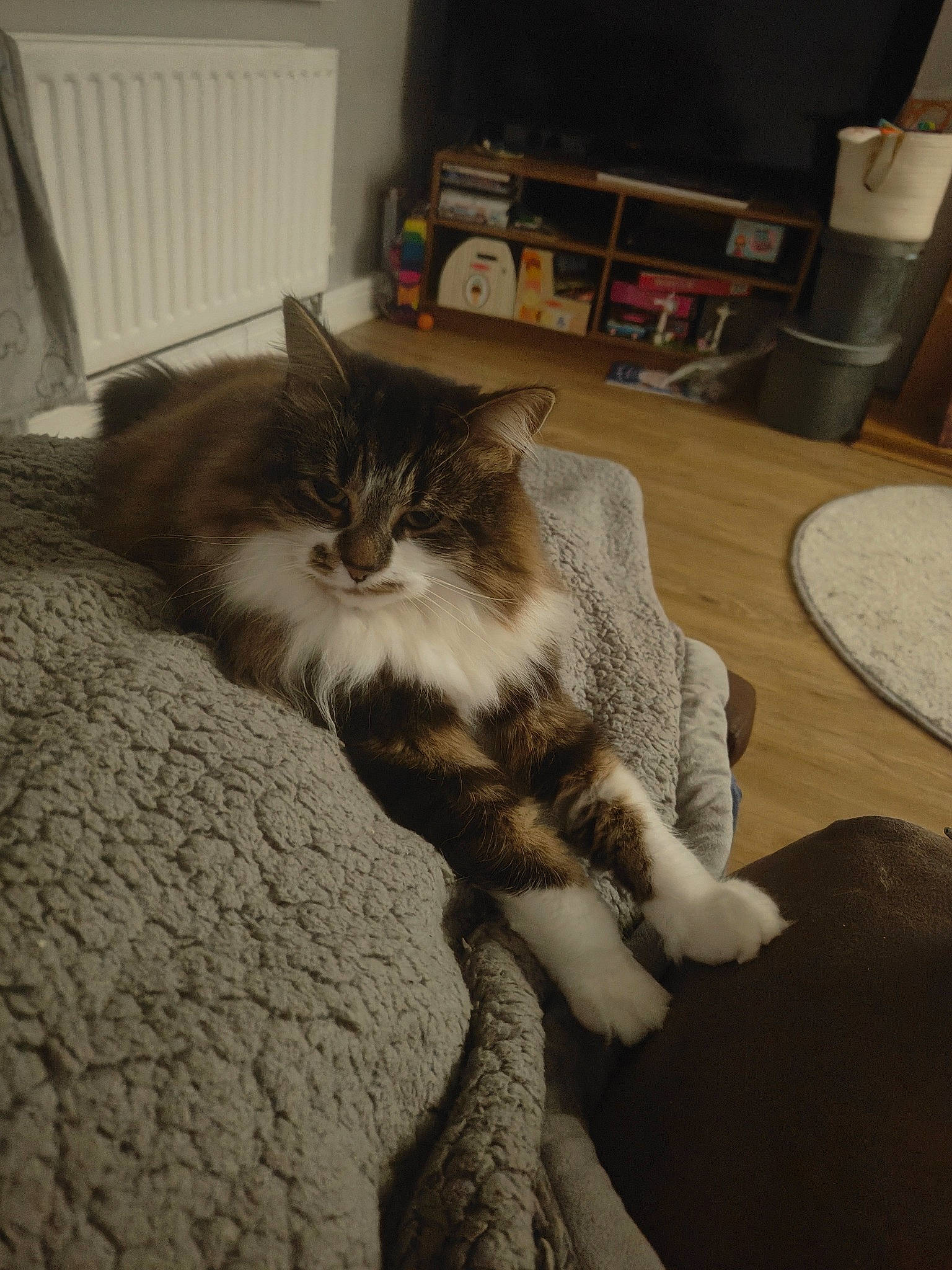 Belle joined the competition — help win amazing prizes! bookcase, box, carnivore, cat, comfort, domestic_short_haired_cat, felidae, floor, flooring, fur, grey, hardwood, kitchen_appliance, paw, room, small_to_medium_sized_cats, snout, tail, whiskers, wood