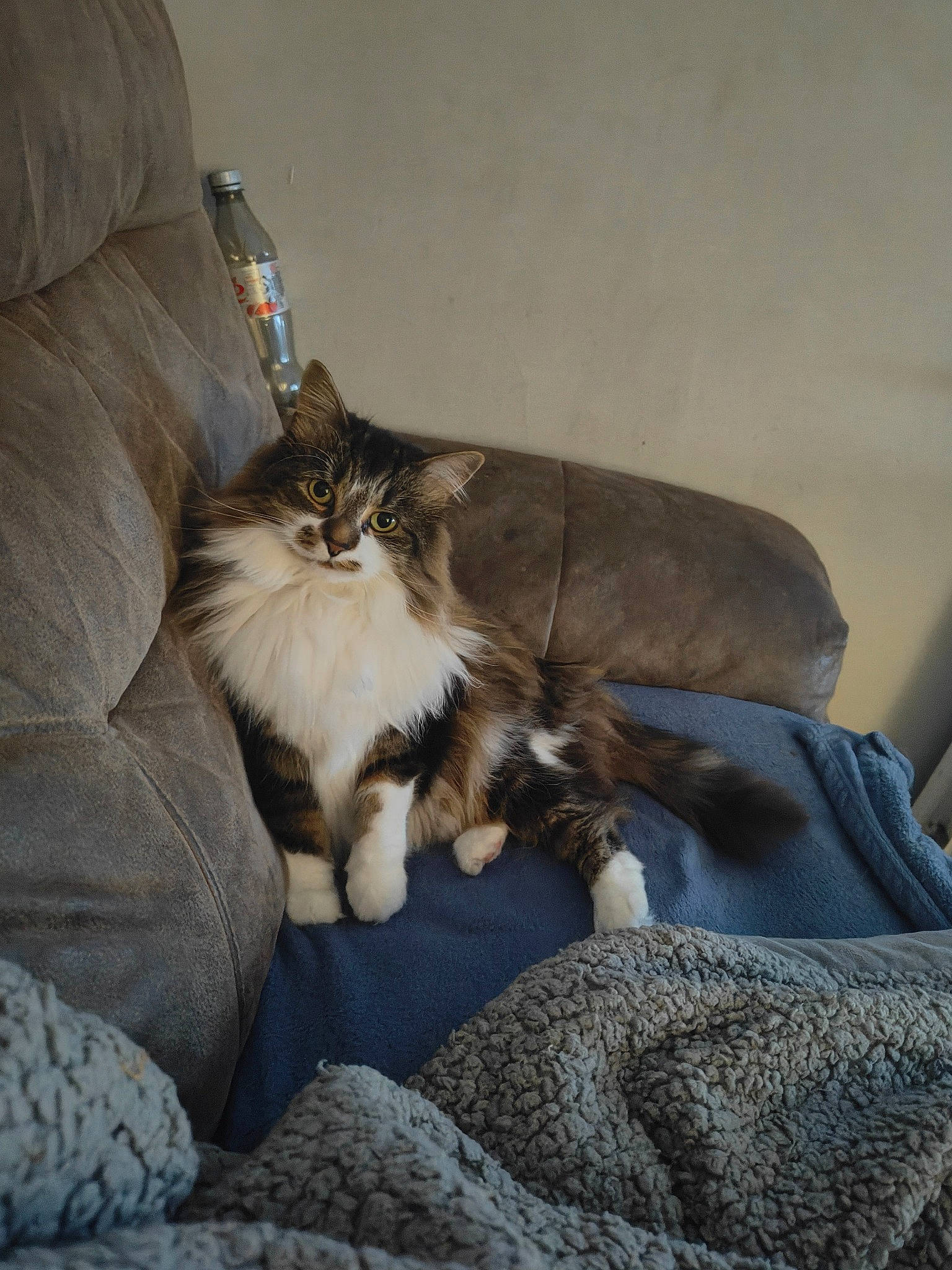 Belle is registered to the contest to win money with this photo: british_longhair, carnivore, cat, claw, comfort, couch, domestic_short_haired_cat, fawn, felidae, fur, grey, hardwood, paw, room, sitting, small_to_medium_sized_cats, tail, terrestrial_animal, whiskers, wood