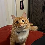 Chucky is registered to the contest to win money with this photo: animal, bow_tie, cat, cozy, curious, cute, domestic_cat, ears, eyes, feline, fur, home, indoor, orange_tabby, pet, portrait, red_surface, tabby_pattern, tail, whiskers