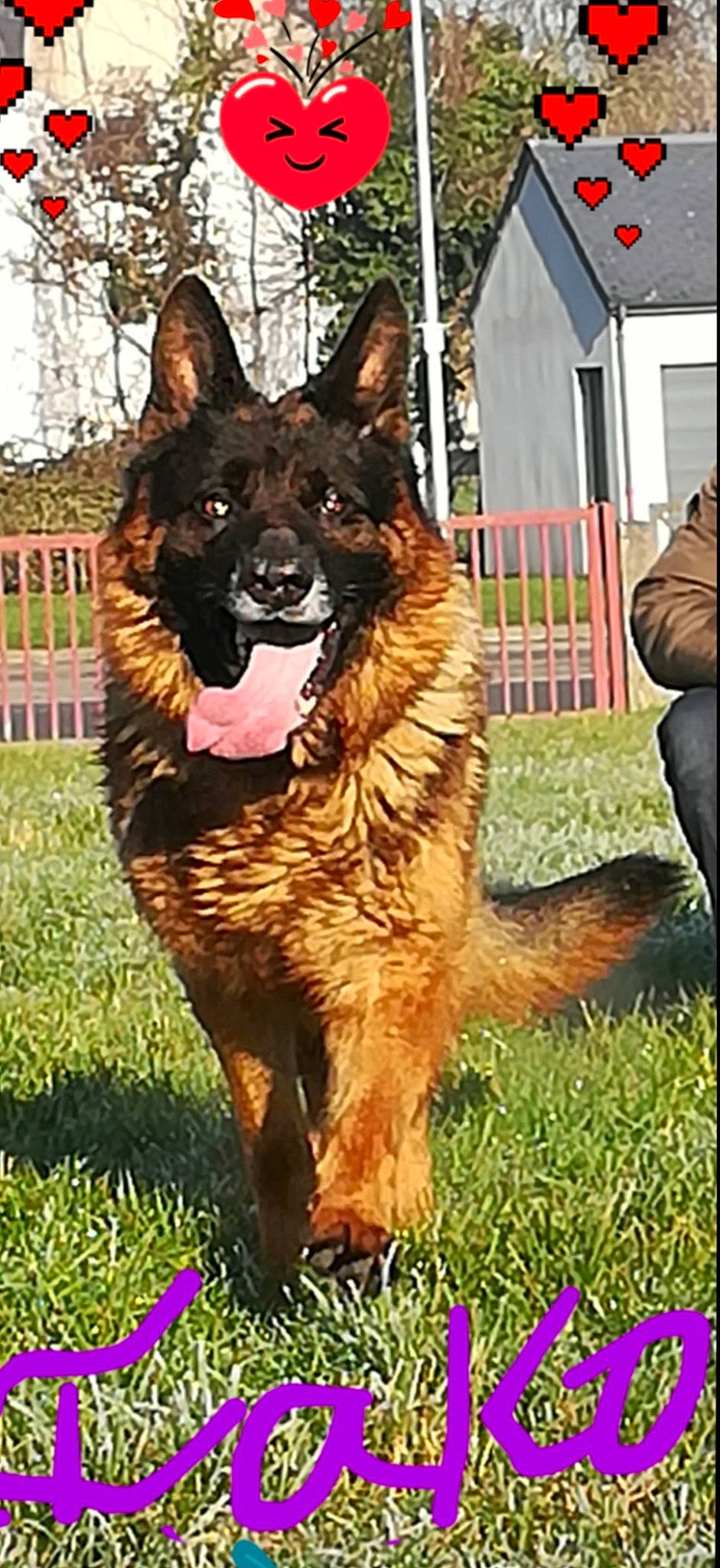 Iako a rejoint le concours — aidez-le/la à gagner de superbes lots ! art, carnivore, companion_dog, dog, dog_breed, east_european_shepherd, fence, fur, german_shepherd_dog, giant_dog_breed, grass, guard_dog, herding_dog, king_shepherd, old_german_shepherd_dog, plant, terrestrial_animal, tree, working_animal, working_dog