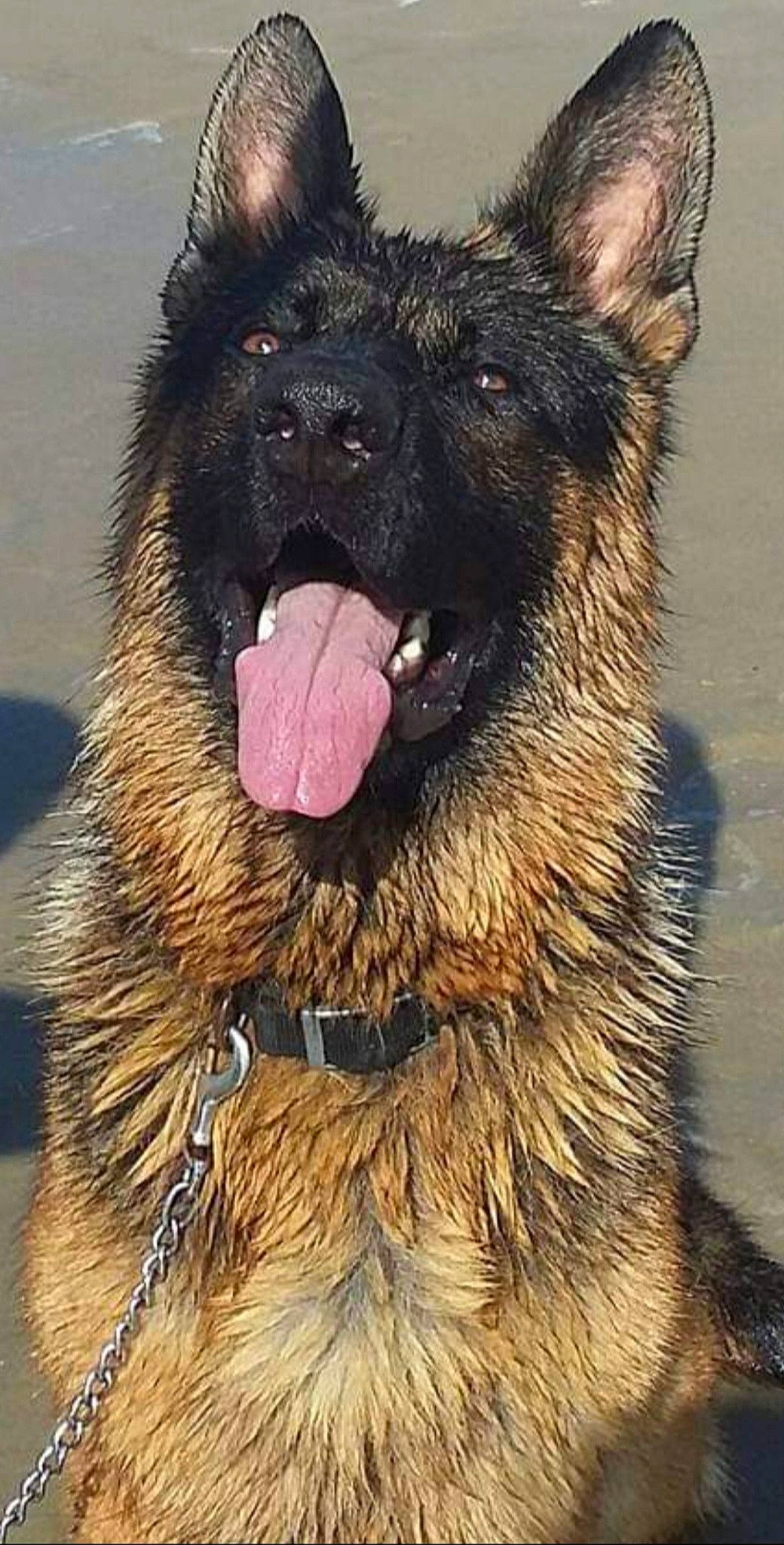 Iako a rejoint le concours — aidez-le/la à gagner de superbes lots ! canidae, carnivore, companion_dog, dog, dog_breed, eye, fang, fur, giant_dog_breed, herding_dog, king_shepherd, shout, snout, sporting_group, terrestrial_animal, whiskers, working_animal, working_dog