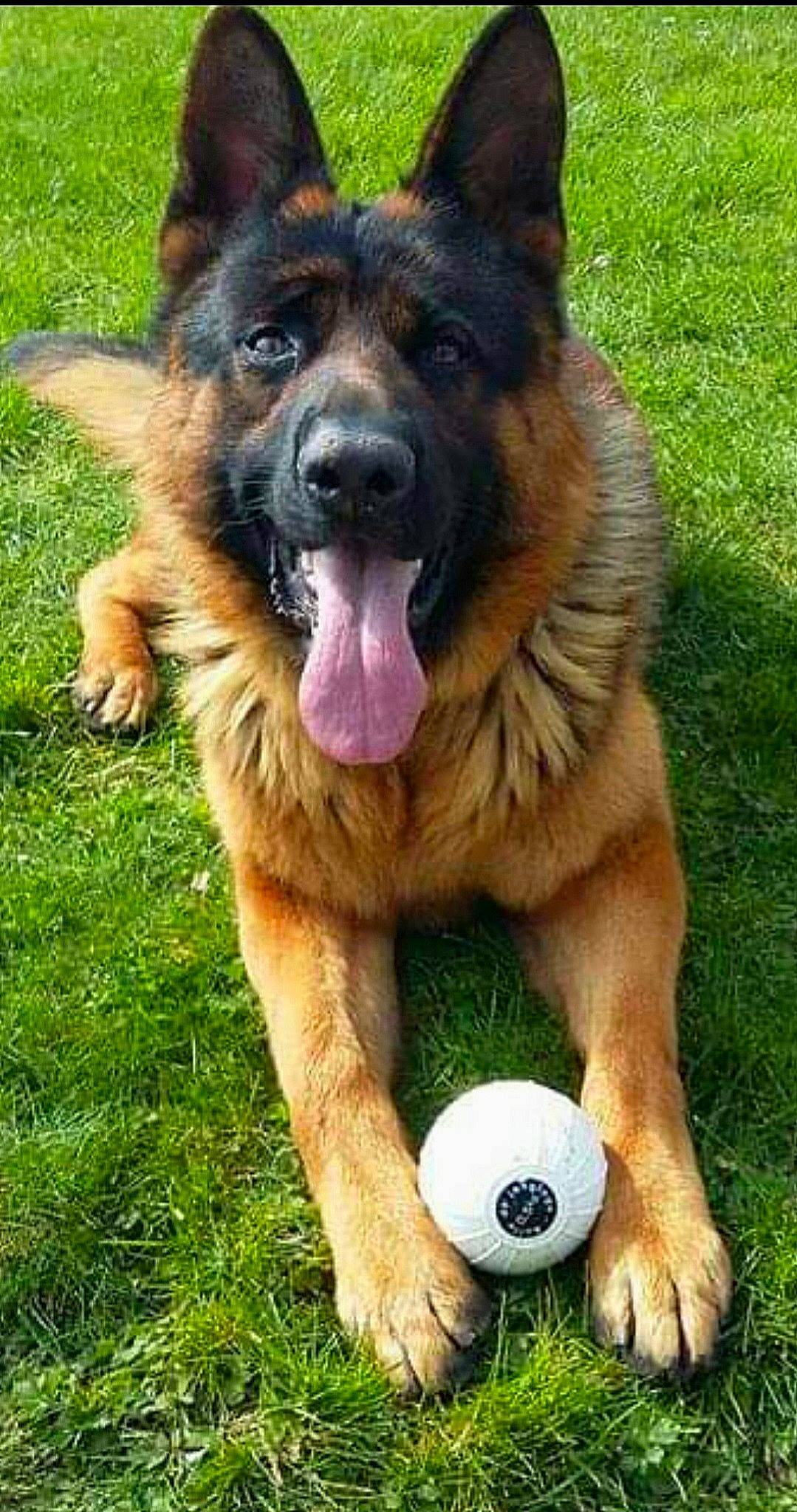 Iako participe au concours pour gagner de l'argent avec cette photo : ball, canidae, carnivore, companion_dog, dog, dog_breed, east_european_shepherd, fawn, foot, german_shepherd_dog, grass, herding_dog, king_shepherd, old_german_shepherd_dog, plant, sporting_group, sports_equipment, terrestrial_animal, tervuren, working_dog