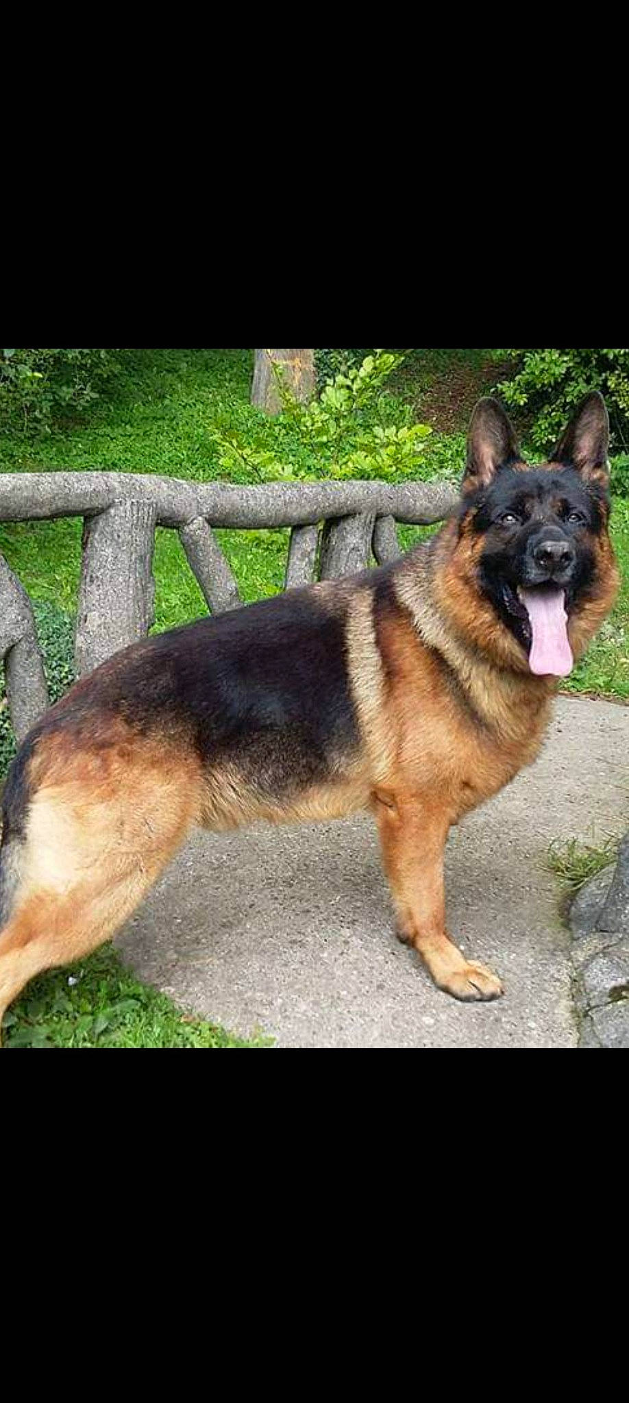 Iako participe au concours pour gagner de l'argent avec cette photo : canidae, carnivore, companion_dog, dog, dog_breed, east_european_shepherd, fawn, foot, german_shepherd_dog, herding_dog, king_shepherd, old_german_shepherd_dog, pet_supply, plant, snout, sporting_group, tail, terrestrial_animal, working_animal, working_dog