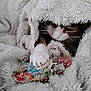 Jex is registered to the contest to win money with this photo: cat, blanket, white, paw, toy, colorful, cozy, fur, snuggling, indoor, pet, cute, playful, soft, closeup, whiskers, relaxed, comfort, feline, texture