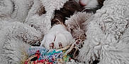 Jex is registered to the contest to win money with this photo: cat, paw, blanket, toy, cozy, fur, white, colorful, indoor, relaxing, sleepy, pet, claw, texture, snuggled, cute, animal, comfort, soft, resting