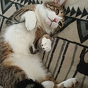 Jex is registered to the contest to win money with this photo: cat, tabby, pet, animal, feline, lying_down, relaxed, cute, whiskers, paws, fur, indoor, blanket, pattern, striped, playful, sleepy, domestic_cat, close_up, resting