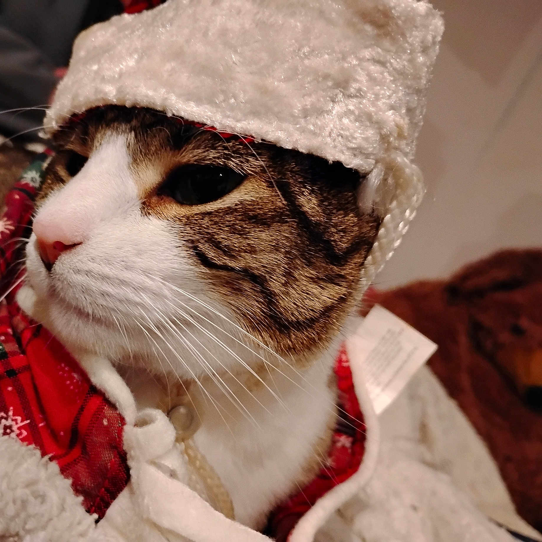 Jex joined the competition — help win amazing prizes! animal, cat, close_up, cozy, cute, fur, hat, indoor, knit_hat, looking_away, pet, plaid, portrait, red_scarf, scarf, soft_texture, tabby, warm, whiskers, white