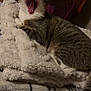 Jex is registered to the contest to win money with this photo: cat, tabby, yawning, fluffy_blanket, indoor, cozy, furniture, dresser, fan, pet, sleepy, resting, animal, whiskers, ears, tail, fur, mouth_open, home, relaxing