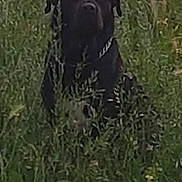 Doggy a rejoint le concours — aidez-le/la à gagner de superbes lots ! animal, black_dog, blurred, camouflage, canine, collar, dog, ears, field, fur, grass, greenery, muzzle, nature, outdoor, pet, sitting, summer, watchful, wildflowers