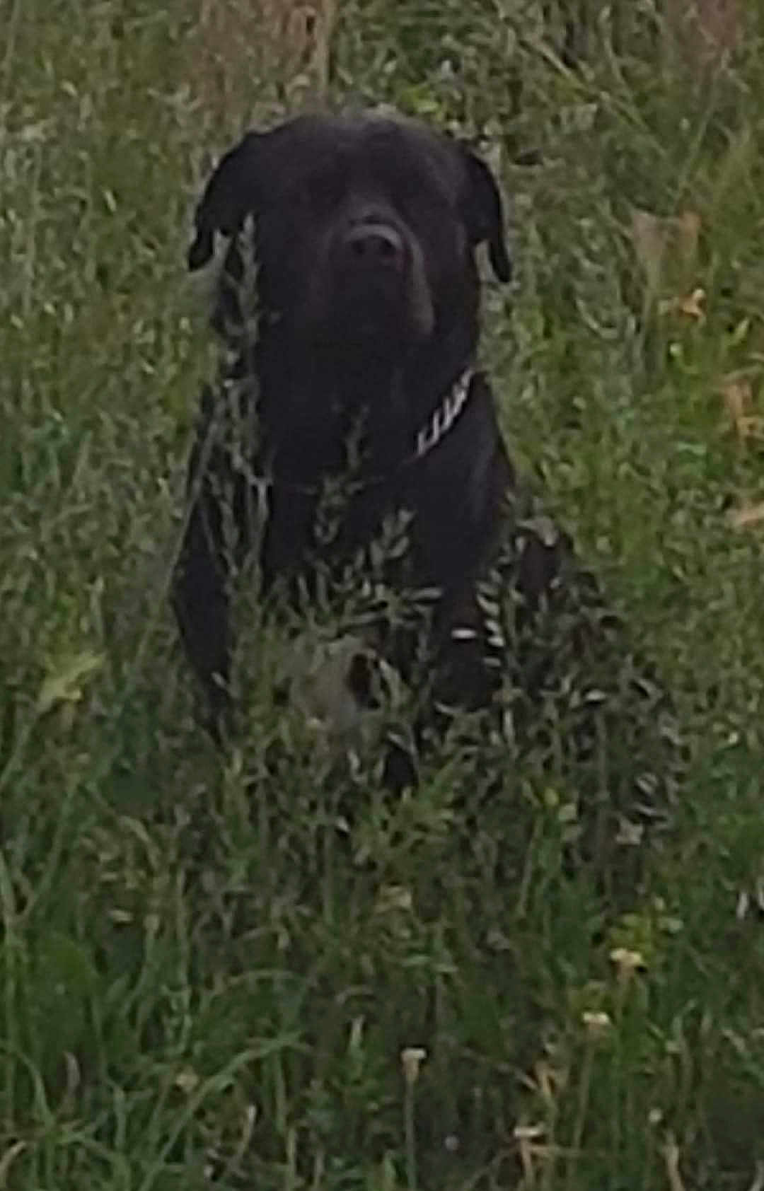 Doggy