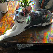 Soup is registered to the contest to win money with this photo: cat, table, rainbow_light, reflection, wooden_table, plant, pot, indoor, pet, animal, colorful, whiskers, collar, portrait, feline, curious, relaxed, sunlight, decor, houseplant