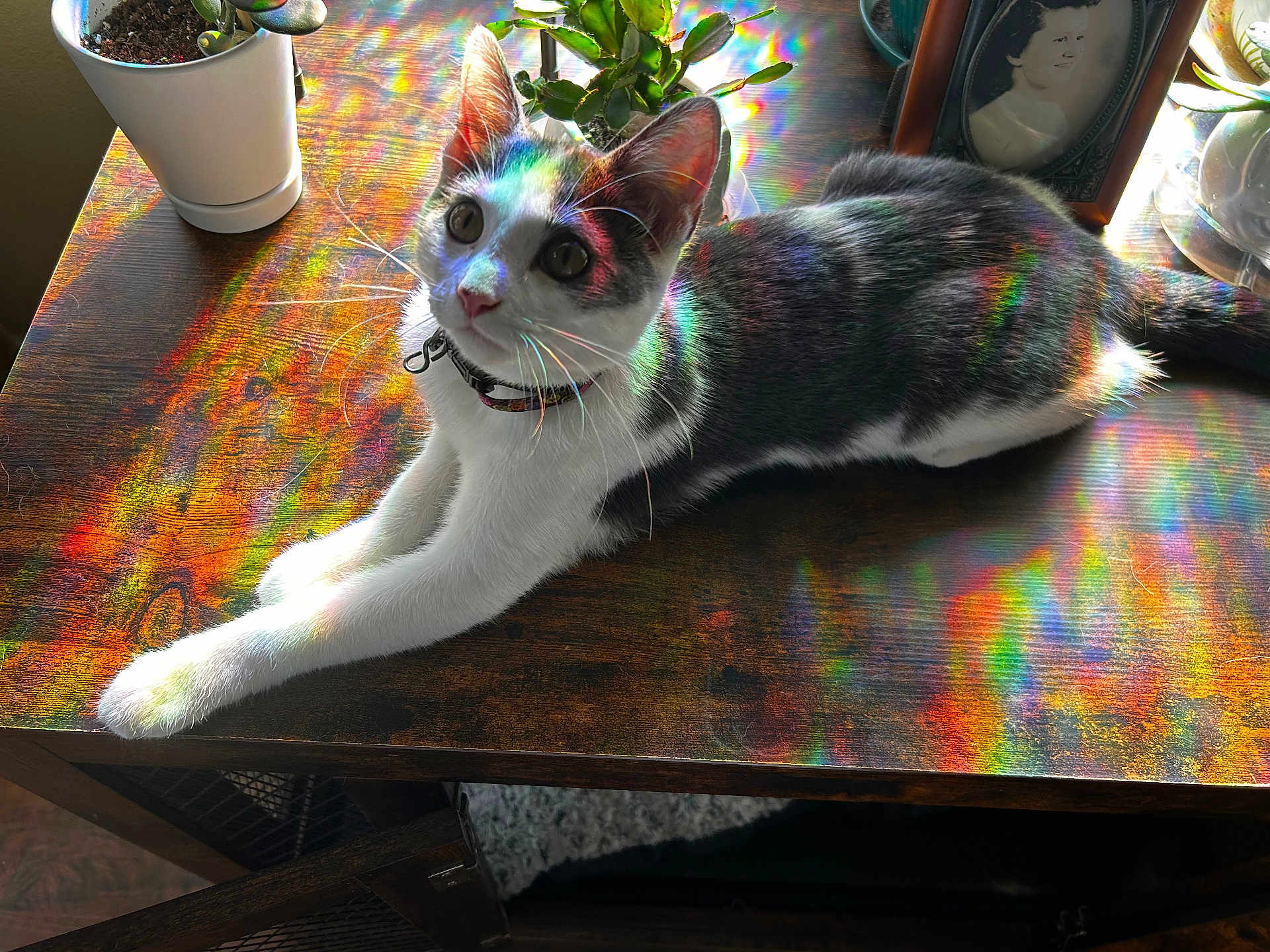 Soup is registered to the contest to win money with this photo: cat, table, rainbow_light, reflection, wooden_table, plant, pot, indoor, pet, animal, colorful, whiskers, collar, portrait, feline, curious, relaxed, sunlight, decor, houseplant