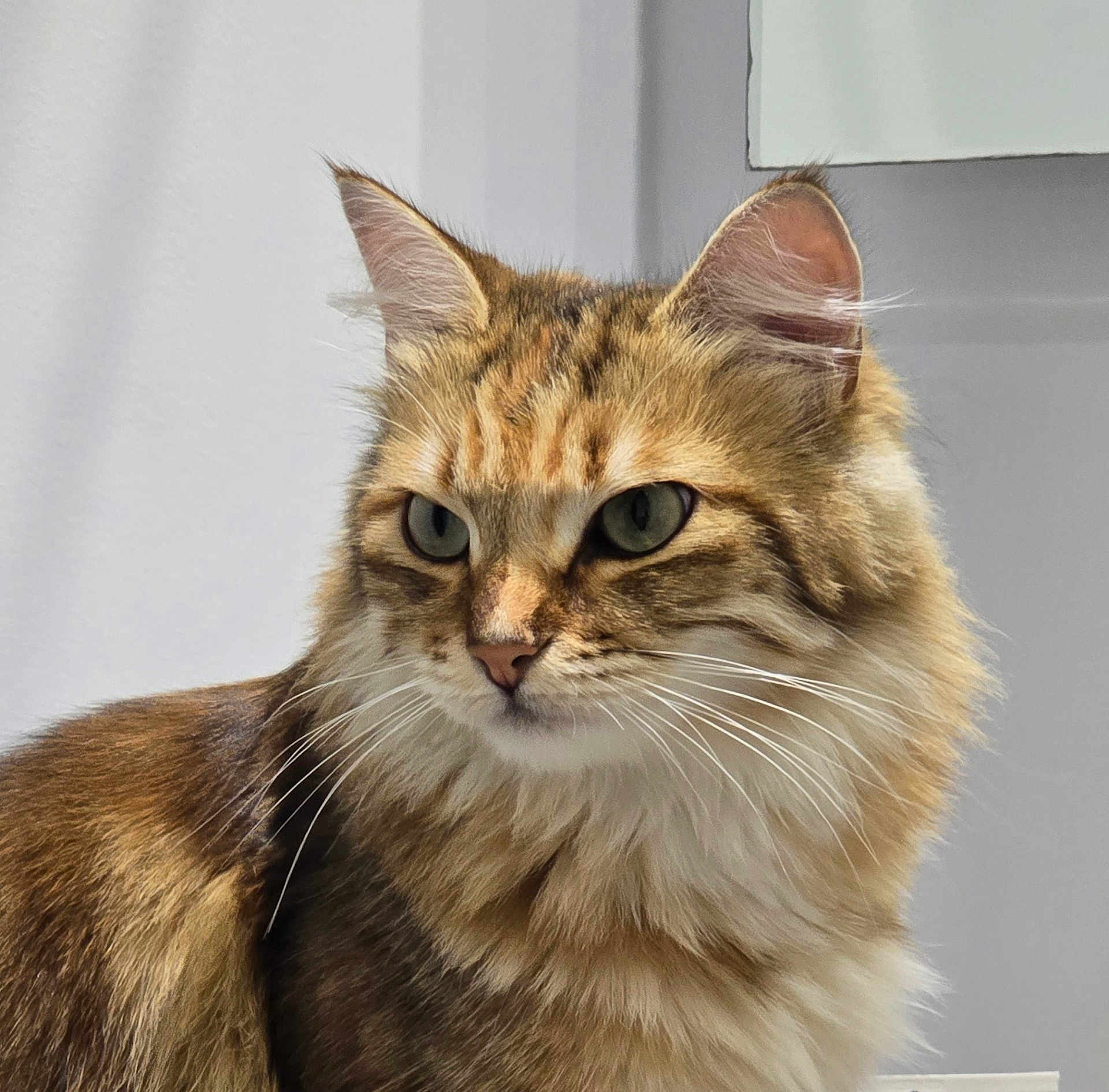 Chepa a rejoint le concours — aidez-le/la à gagner de superbes lots ! cat, feline, fluffy, brown_fur, cream_fur, whiskers, ears, green_eyes, portrait, close_up, indoor, pet, animal, fur, looking_away, domestic_cat, cute, soft_light, mammal, calm