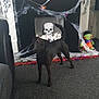dog, black_dog, fireplace, halloween_decorations, skeleton, cobweb, spider, frankenstein_doll, carpet, chair, home_interior, decor, holiday, festive, pet, animal, floor, wall, toy, cute