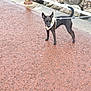 dog, black_dog, bandana, leash, pavement, sidewalk, outdoor, pet, animal, rock, metal_railing, walking, alert, standing, canine, daylight, nature, closeup, leashed, curious
