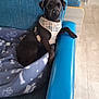 Ruby is registered to the contest to win money with this photo: dog, black_dog, couch, blue_couch, blanket, paw_print, dog_bed, harness, indoor, floor, wooden_floor, relaxed, pet, furniture, cozy, resting, animal, home, living_room, domestic_animal
