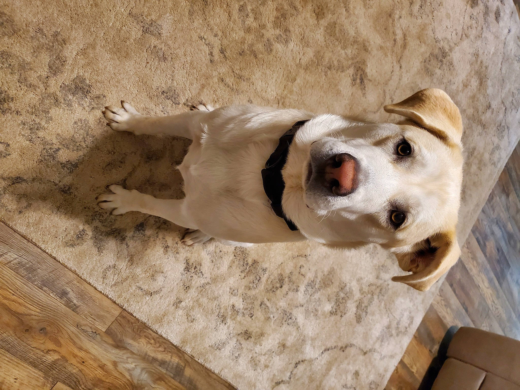 Buddy joined the competition — help win amazing prizes! canidae, carnivore, collar, companion_dog, dog, dog_breed, dog_collar, dog_supply, flooring, hardwood, non_sporting_group, pet_supply, plank, snout, sporting_group, stairs, terrestrial_animal, whiskers, wood, working_animal